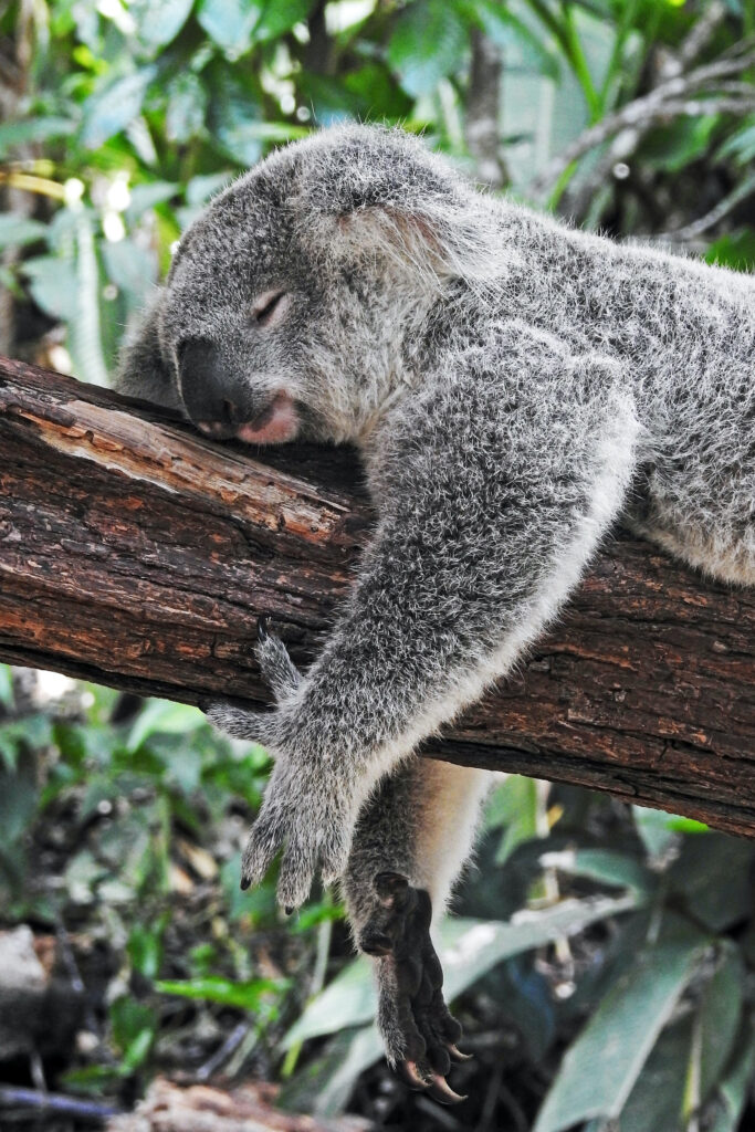 Koala bear sleeping